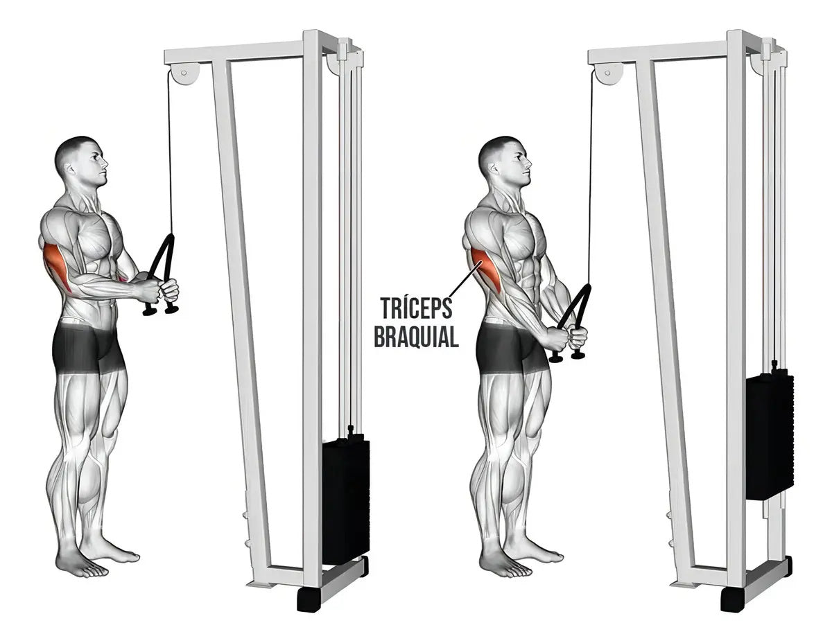ADAPTACIÓN LAZO TRICEP OK6009